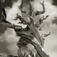 Image for article titled Extraordinary pictures of the most ancient trees on Earth